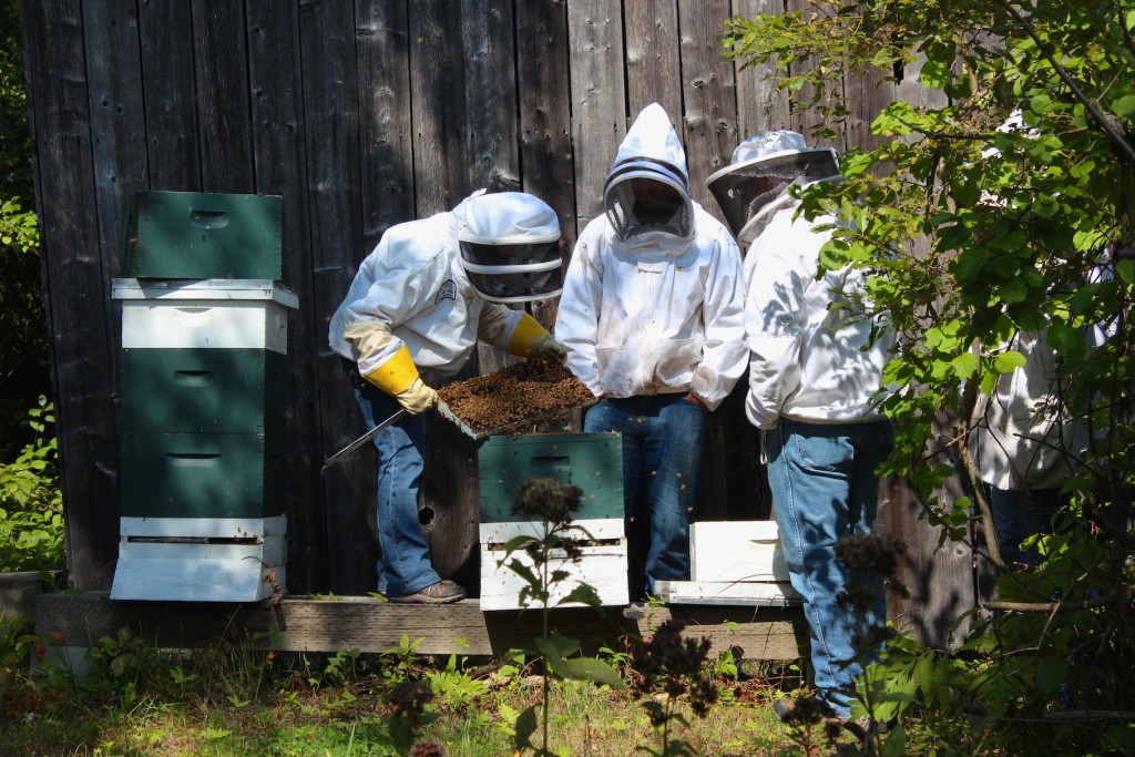 Going into a hive during a beekeeping workshop (Rebekah Carter 2014)
