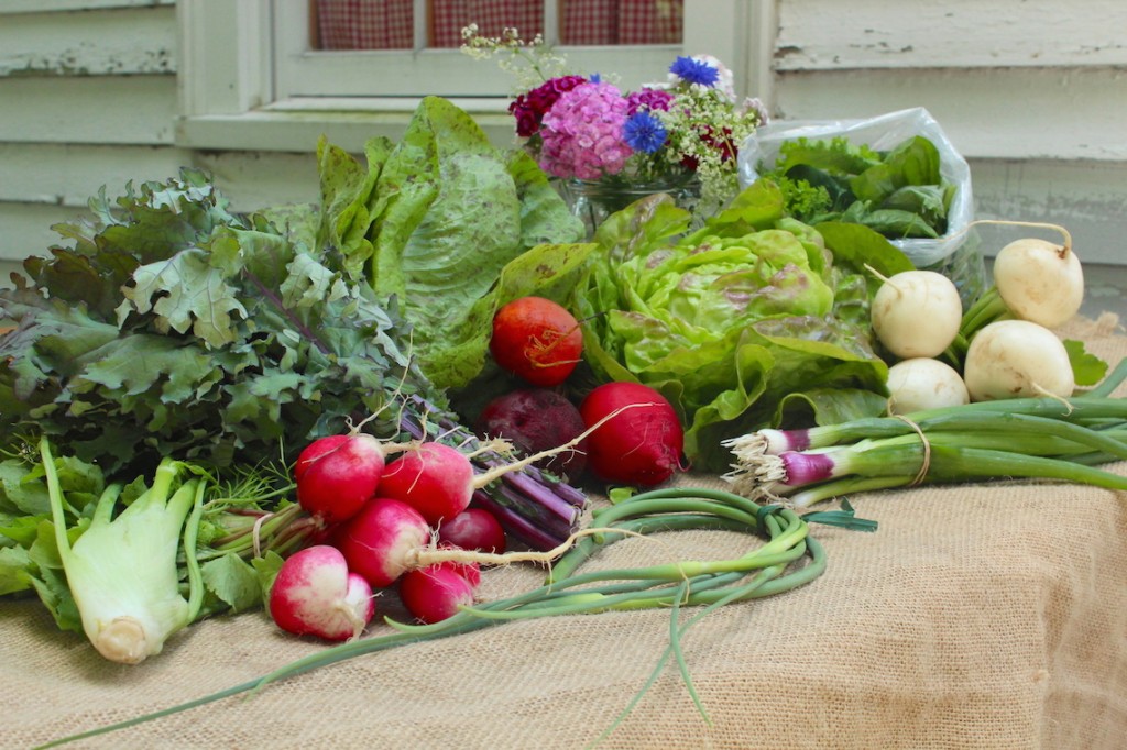 June vegetable harvest at Wright-Locke Farm