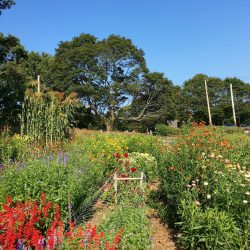 ruth_flowers_late_summer