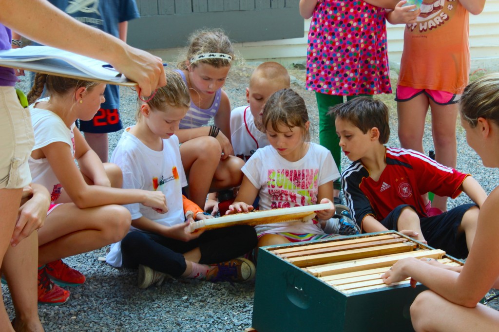 Looking at frames from a beehive (Rebekah Carter 2013)