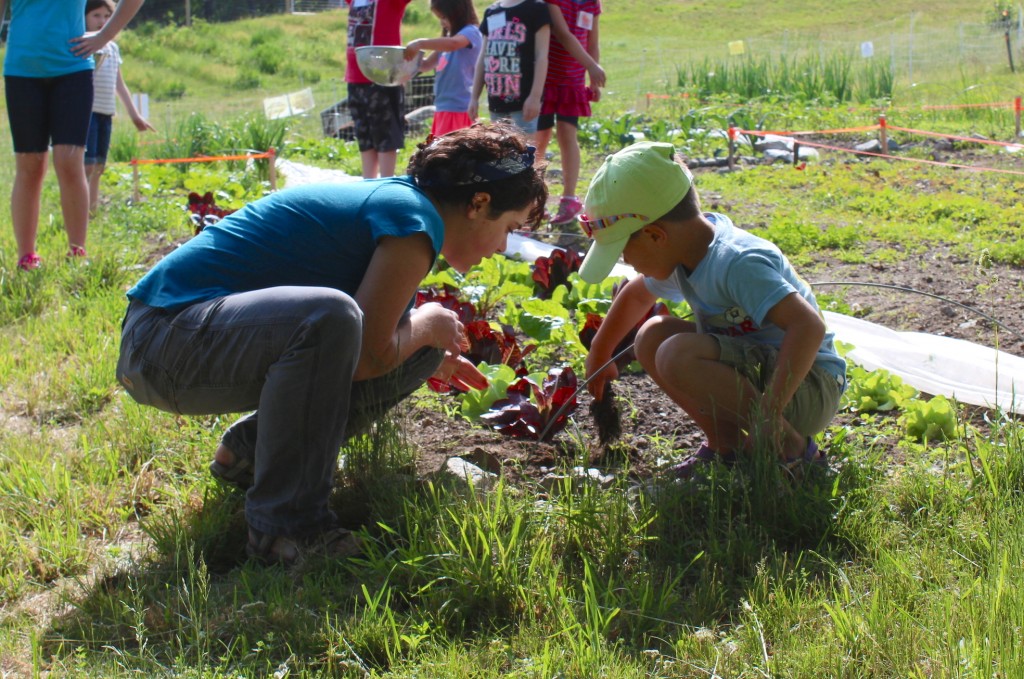 Harvesting red lettuce for spring salads (Rebekah Carter 2016)