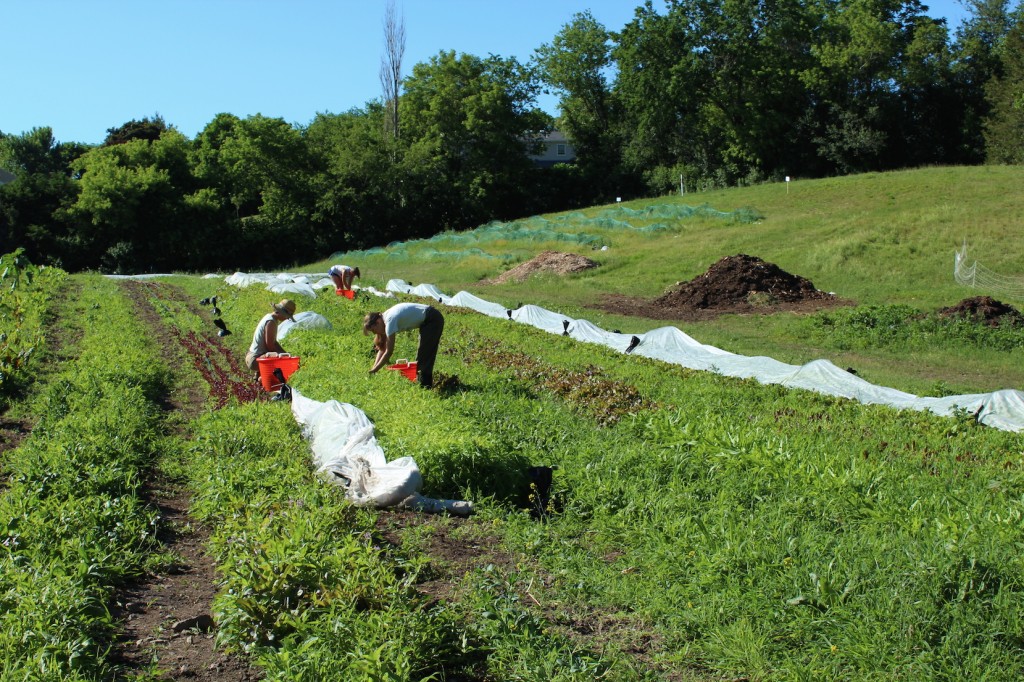 Farmers handpick summer produce from the fields