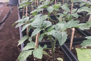 Seedling Sale 2021