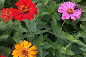 U-Pick Flowers