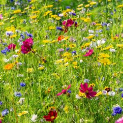 how-to-grow-a-wildflower-garden-hero