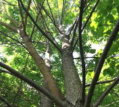 tree tree
