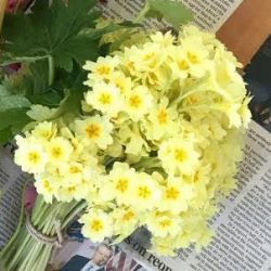 Primrose Primrose